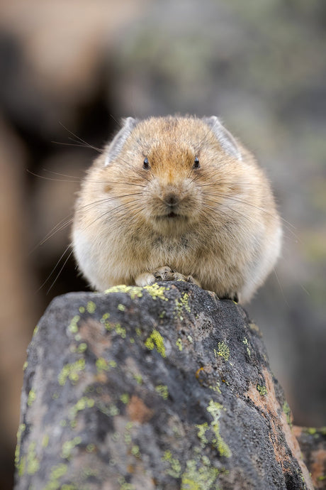 Be Like the Pika: The Industrious Animal We Should All Learn From