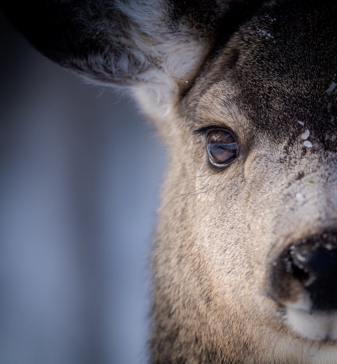 mule deer close up