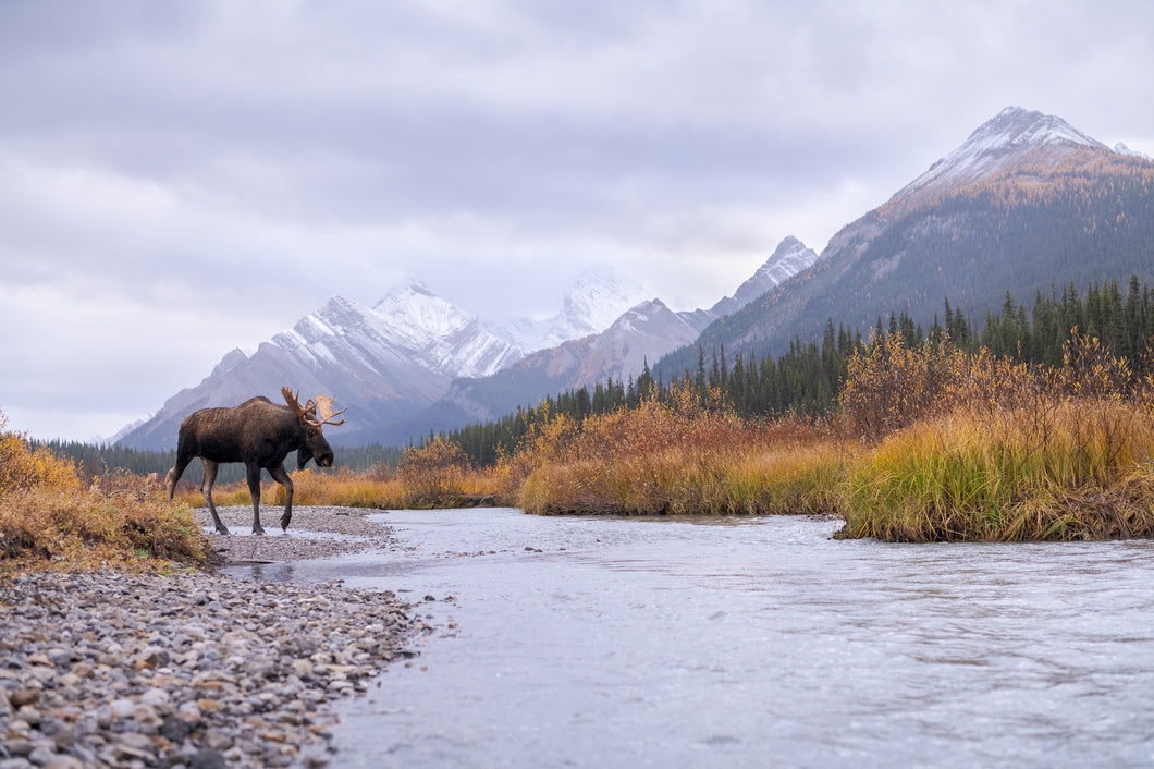 Canadian Rockies Moose